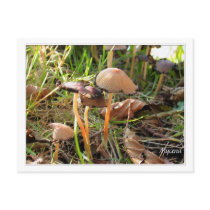 Mycena photo post card