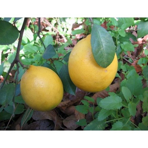 Myers Lemons postcard