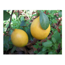 Myers Lemons Postcards