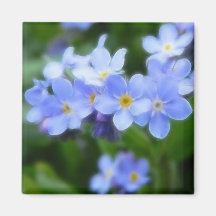 Myosotis sylvatica - Forget Me Nots Refrigerator Magnets