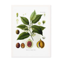 Myristica fragrans (nutmeg) postcards
