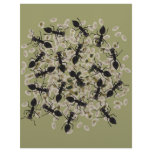 Myrmecophobia letterhead
