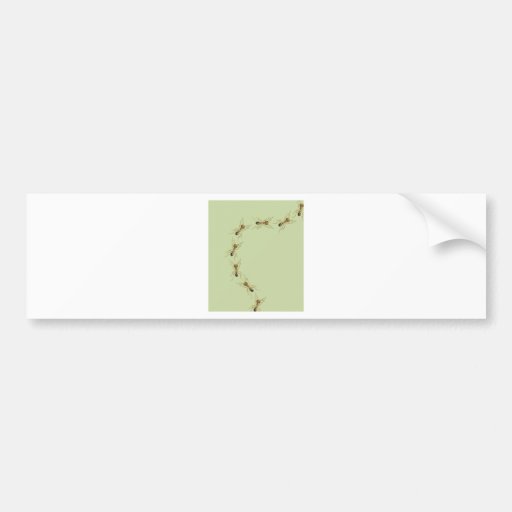 Myrmoteras Binghami, Ants Bumper Sticker