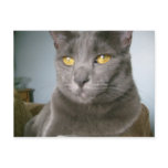 mysterious and magical cat Postcard