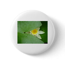 Mysterious lily buttons