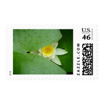 Mysterious lily postage stamp
