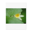 Mysterious lily postcards by uniuni42 Mysterious lily postcards