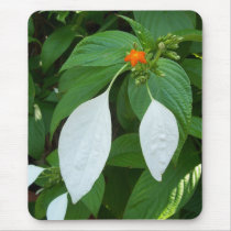 mysterious white leaved plant mousepad