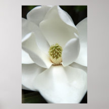 Mysteriously Magnolia Posters