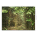 mystery forest cards