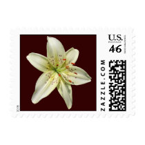 Mystery Lily ~ stamp