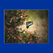 mystery of grace postcards