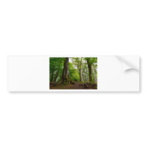 Mystic Forset Bumper Stickers