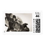Mystic Postage Stamps