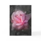 postcard - A lovly rose in magical colors for someone special or that special occasion. 