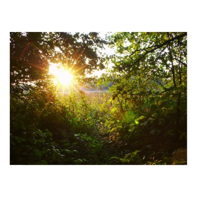 Mystical+forest