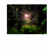 Mystical Forest t-shirts