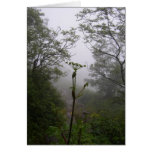 Mystical Morning Cards