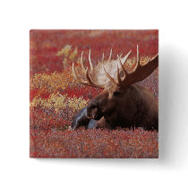 N.A., USA, Alaska, Denali National Park, Bull Buttons