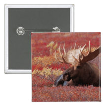 N.A., USA, Alaska, Denali National Park, Bull Buttons