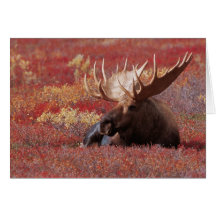 N.A., USA, Alaska, Denali National Park, Bull Cards