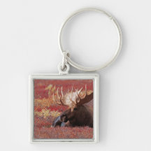N.A., USA, Alaska, Denali National Park, Bull Key Chain