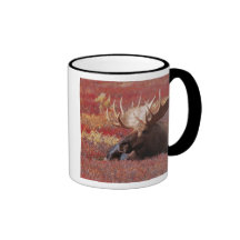 N.A., USA, Alaska, Denali National Park, Bull Coffee Mugs