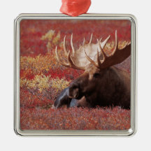 N.A., USA, Alaska, Denali National Park, Bull Christmas Tree Ornaments