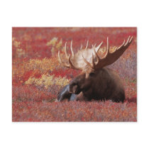 N.A., USA, Alaska, Denali National Park, Bull Post Card