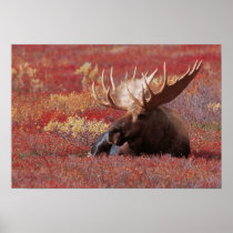 N.A., USA, Alaska, Denali National Park, Bull