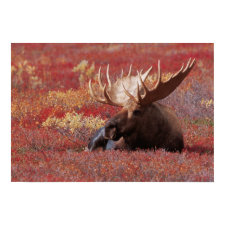 N.A., USA, Alaska, Denali National Park, Bull Print