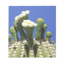 N.A., USA, Arizona, Tucson, Sonora Desert 2 Scratch Pad
