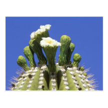 N.A., USA, Arizona, Tucson, Sonora Desert 2 Postcards