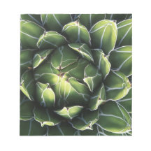 N.A., USA, Arizona, Tucson, Sonora Desert Scratch Pad