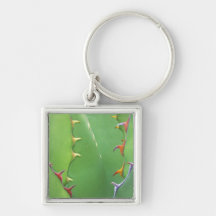 N.A., USA, AZ, Phoenix, Desert Botanical 2 Key Chains