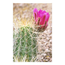 N.A., USA, AZ, Phoenix, Desert Botanical 2 Photographic Print