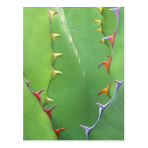 N.A., USA, AZ, Phoenix, Desert Botanical 2 Postcards