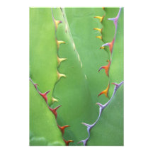 N.A., USA, AZ, Phoenix, Desert Botanical Photo