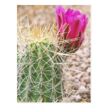 N.A., USA, AZ, Phoenix, Desert Botanical Post Cards