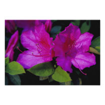 N.A. USA, Georgia, Savannah. Azalea in bloom.