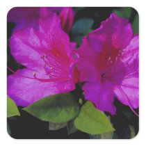 N.A. USA, Georgia, Savannah. Azalea in bloom. Square Stickers