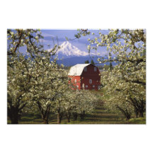 N.A., USA, Oregon, Hood River County. Red Photograph