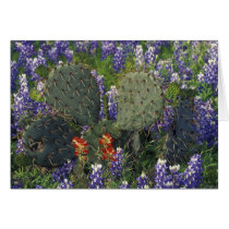 N.A., USA, Texas, Cactus surrounded by Greeting Card