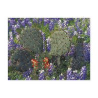 N.A., USA, Texas, Cactus surrounded by Postcards