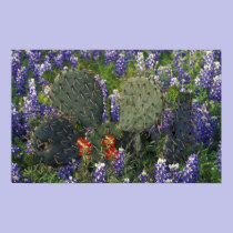N.A., USA, Texas, Cactus surrounded by posters