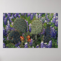 N.A., USA, Texas, Cactus surrounded by Poster