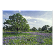 N.A, USA, Texas, Lake Buchanan, Oaks and Blue Photo