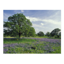 N.A, USA, Texas, Lake Buchanan, Oaks and Blue Postcard