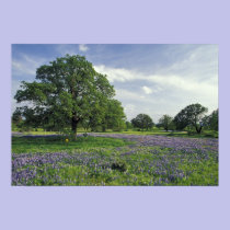 N.A, USA, Texas, Lake Buchanan, Oaks and Blue posters