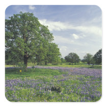 N.A, USA, Texas, Lake Buchanan, Oaks and Blue Sticker